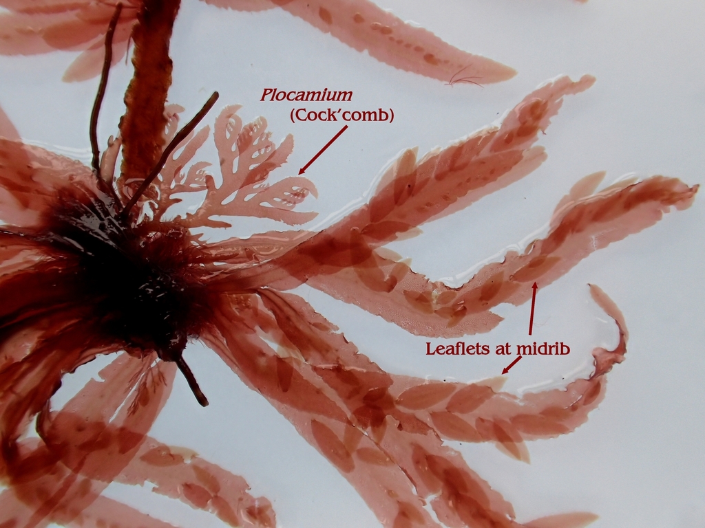 Hypoglossum heterocystideum