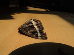 Metopta rectifasciata