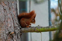 Sciurus vulgaris