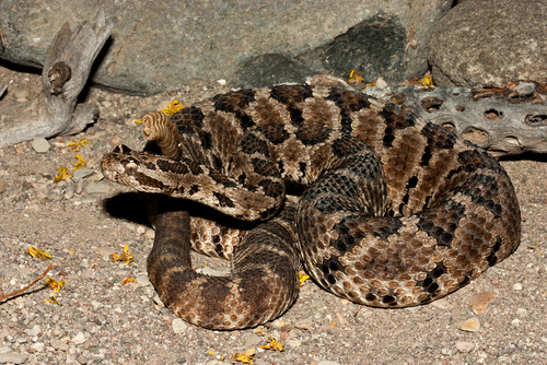 Lower California Rattlesnake