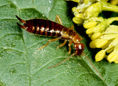 Apterygida albipennis