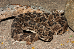 Crotalus enyo