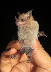Trinycteris nicefori