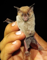 Trinycteris nicefori