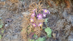 Pericallis echinata image