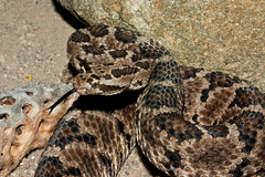 Crotalus enyo