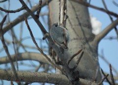 Sitta europaea albifrons