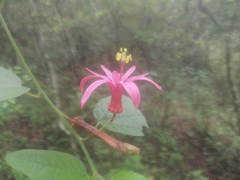 Passiflora sanguinolenta image