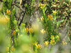 Helichrysum hamulosum