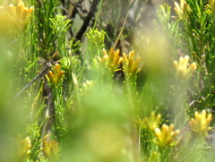 Helichrysum hamulosum