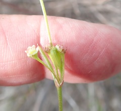 Centella macrocarpa