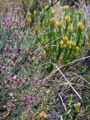 Helichrysum hamulosum