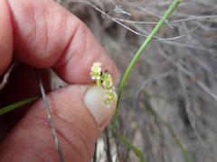 Centella macrocarpa