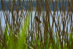 Acrocephalus arundinaceus