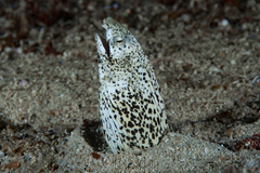 Callechelys marmorata