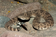 Crotalus mitchellii