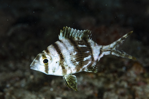Grey large-eye bream (Gymnocranius griseus) — Lethrinidae — 5