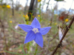 Wahlenbergia stricta stricta