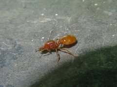 Tranopelta gilva