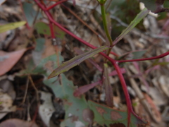 Wahlenbergia stricta stricta
