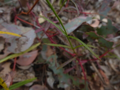 Wahlenbergia stricta stricta
