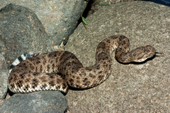 Crotalus mitchellii
