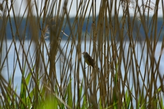 Acrocephalus arundinaceus