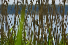 Acrocephalus arundinaceus