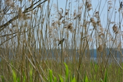 Acrocephalus arundinaceus