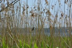 Acrocephalus arundinaceus