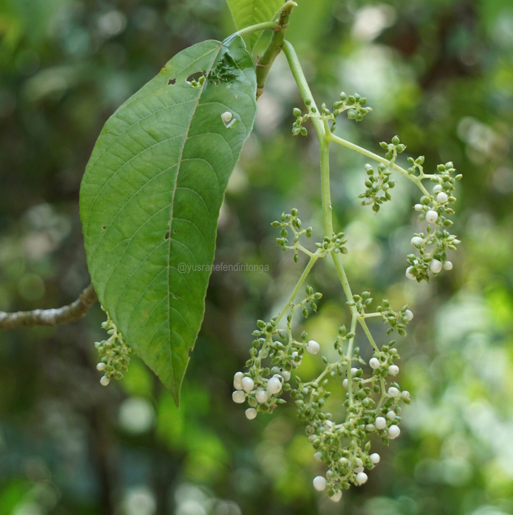 Dendrocnide stimulans (Dendrocnide stimulans)