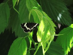 Rheumaptera hecate