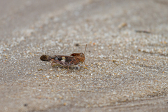 Humbe tenuicornis