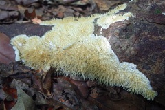 Protohydnum sclerodontium