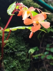 Begonia sutherlandii
