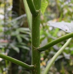 Dendrocnide stimulans