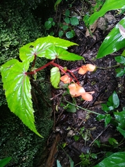 Begonia sutherlandii