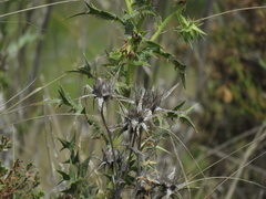 Berkheya carlinifolia