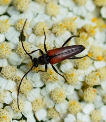 Stenurella bifasciata