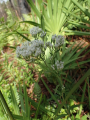 Eupatorium mohrii