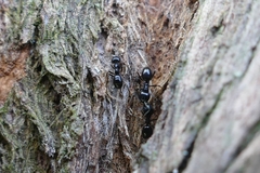 Lasius fuliginosus