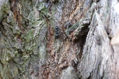 Lasius fuliginosus