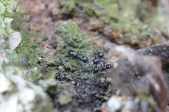 Lasius fuliginosus