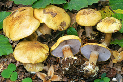 Cortinarius callochrous