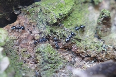 Lasius fuliginosus