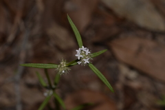 Spermacoce brachystema