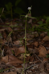 Spermacoce brachystema