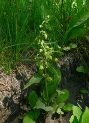 Epipactis papillosa