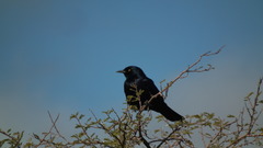 Onychognathus nabouroup