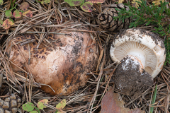 Tricholoma colossus